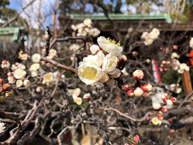 白い梅の花が咲いていました