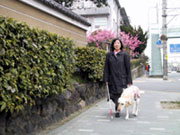 画像:より安全な歩行が可能となる盲導犬歩行