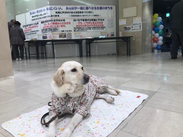 PR犬「ヘーゼル」